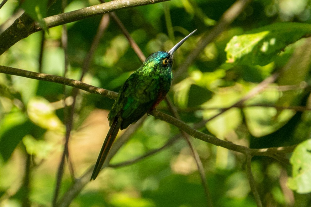 Coppery-chested Jacamar - ML616884114