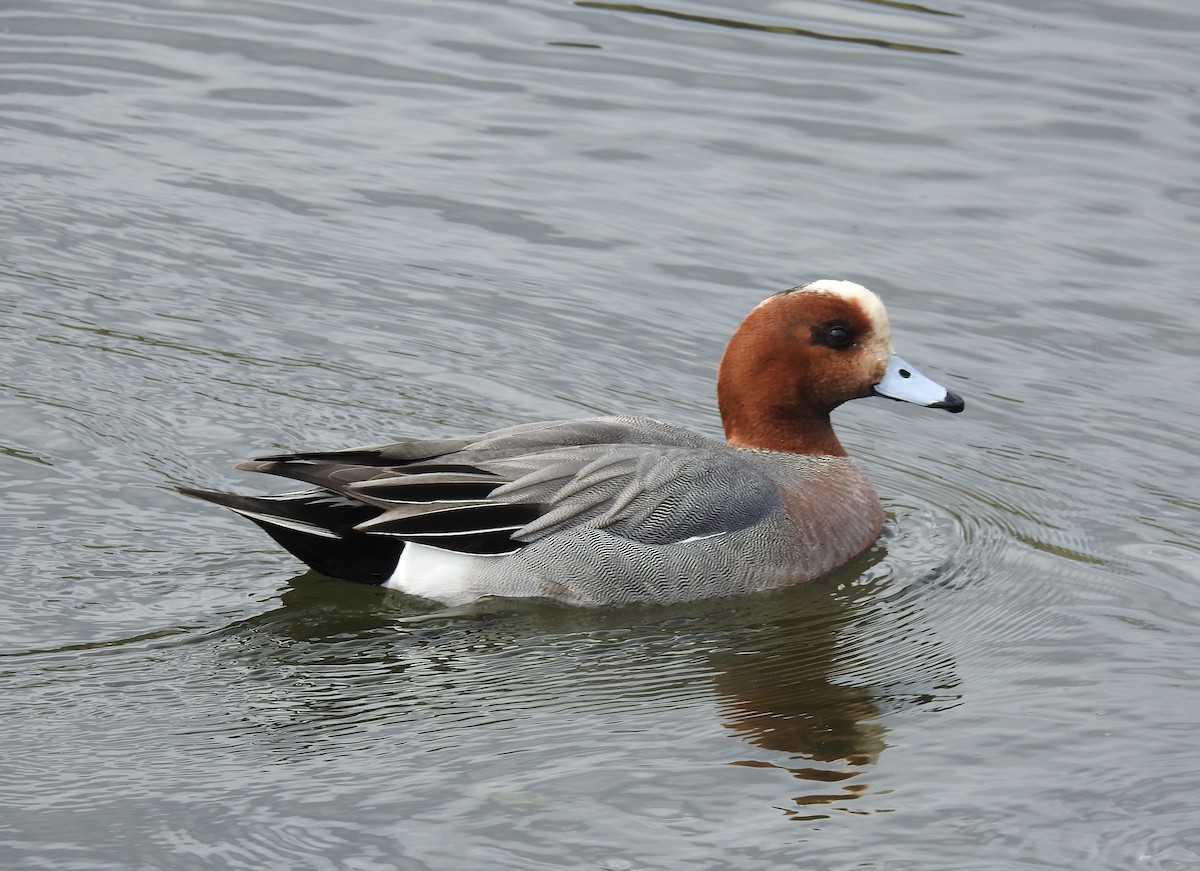 Eurasian Wigeon - ML616884180