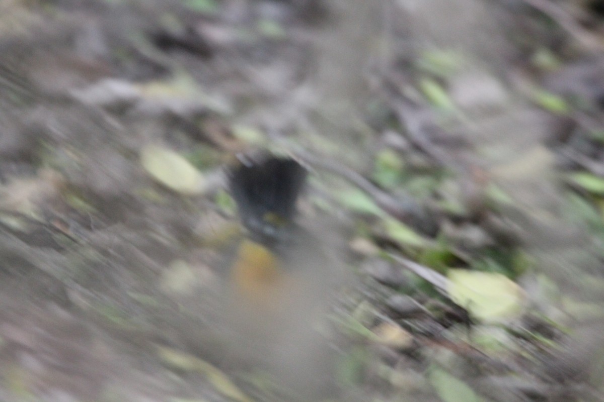 Fan-tailed Warbler - ML616884210