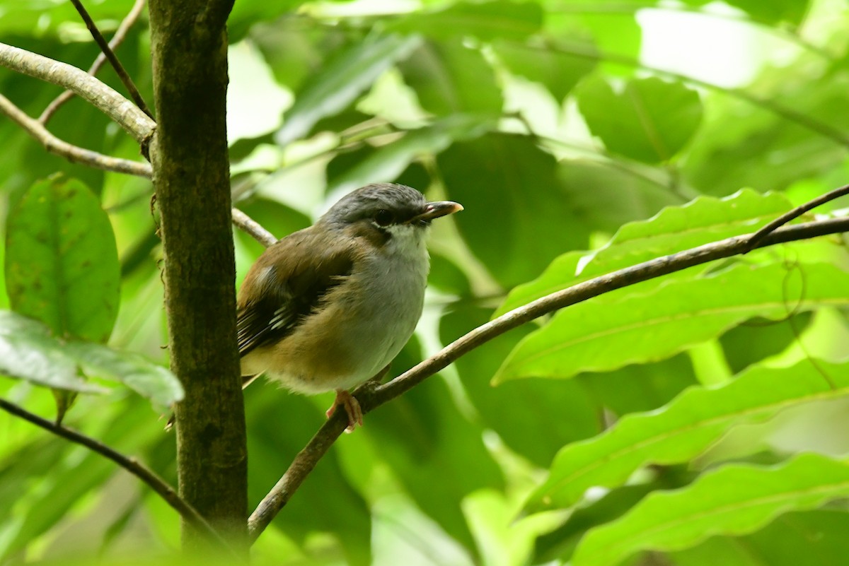 Petroica Cabecigrís - ML616884244