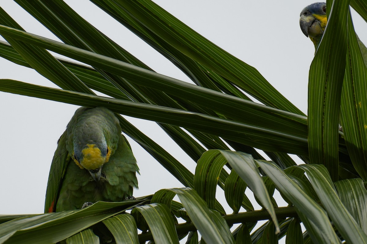 Orange-winged Parrot - Christian Newton