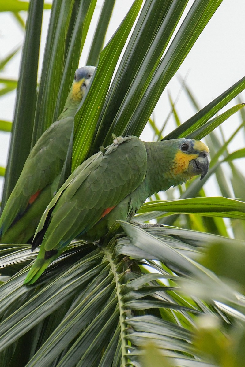 Orange-winged Parrot - Christian Newton