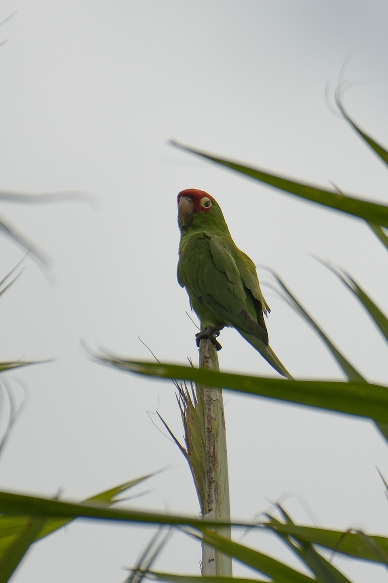 Red-masked Parakeet - Christian Newton