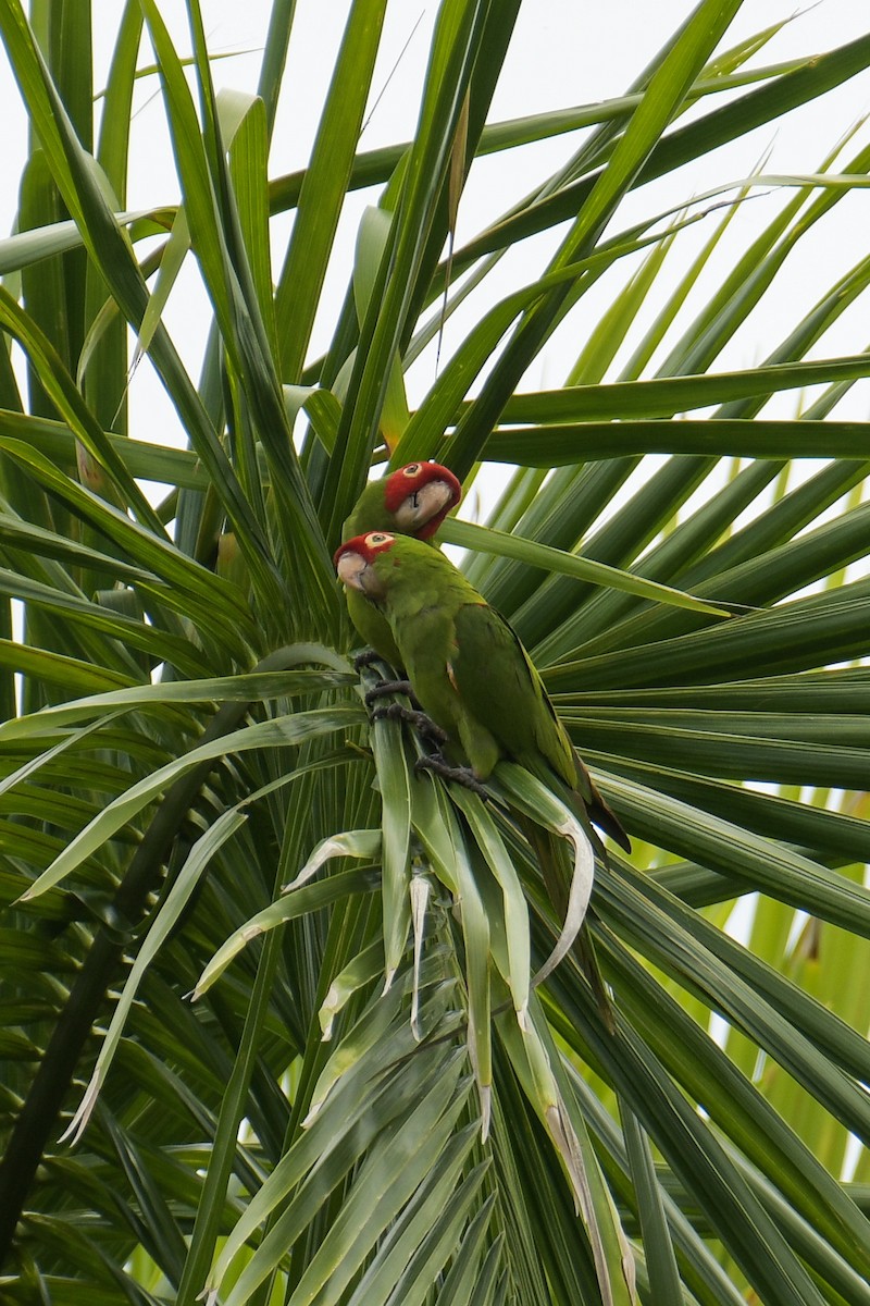 Red-masked Parakeet - Christian Newton