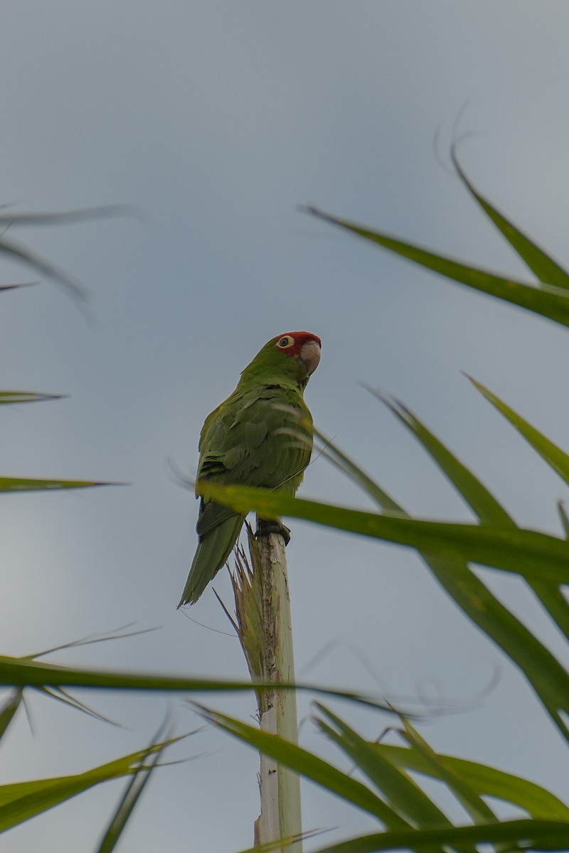 Red-masked Parakeet - Christian Newton