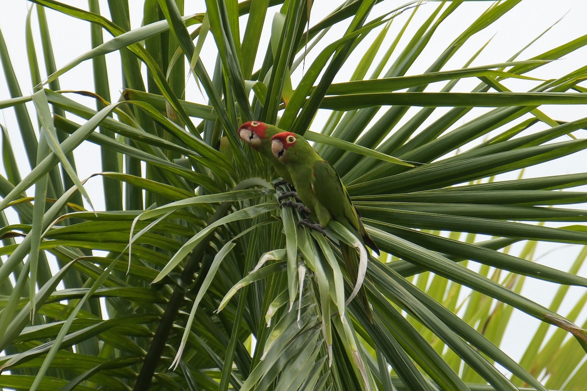 Red-masked Parakeet - Christian Newton