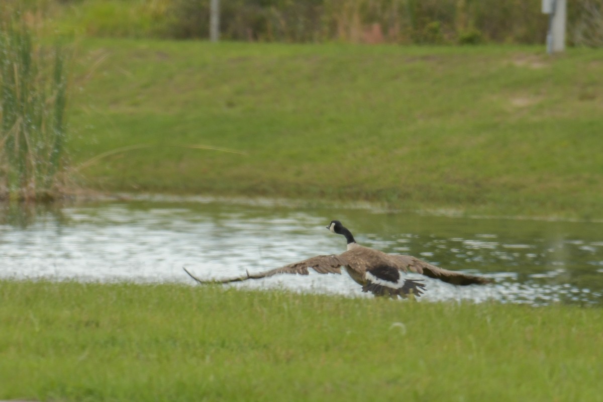 Canada Goose - ML616884308