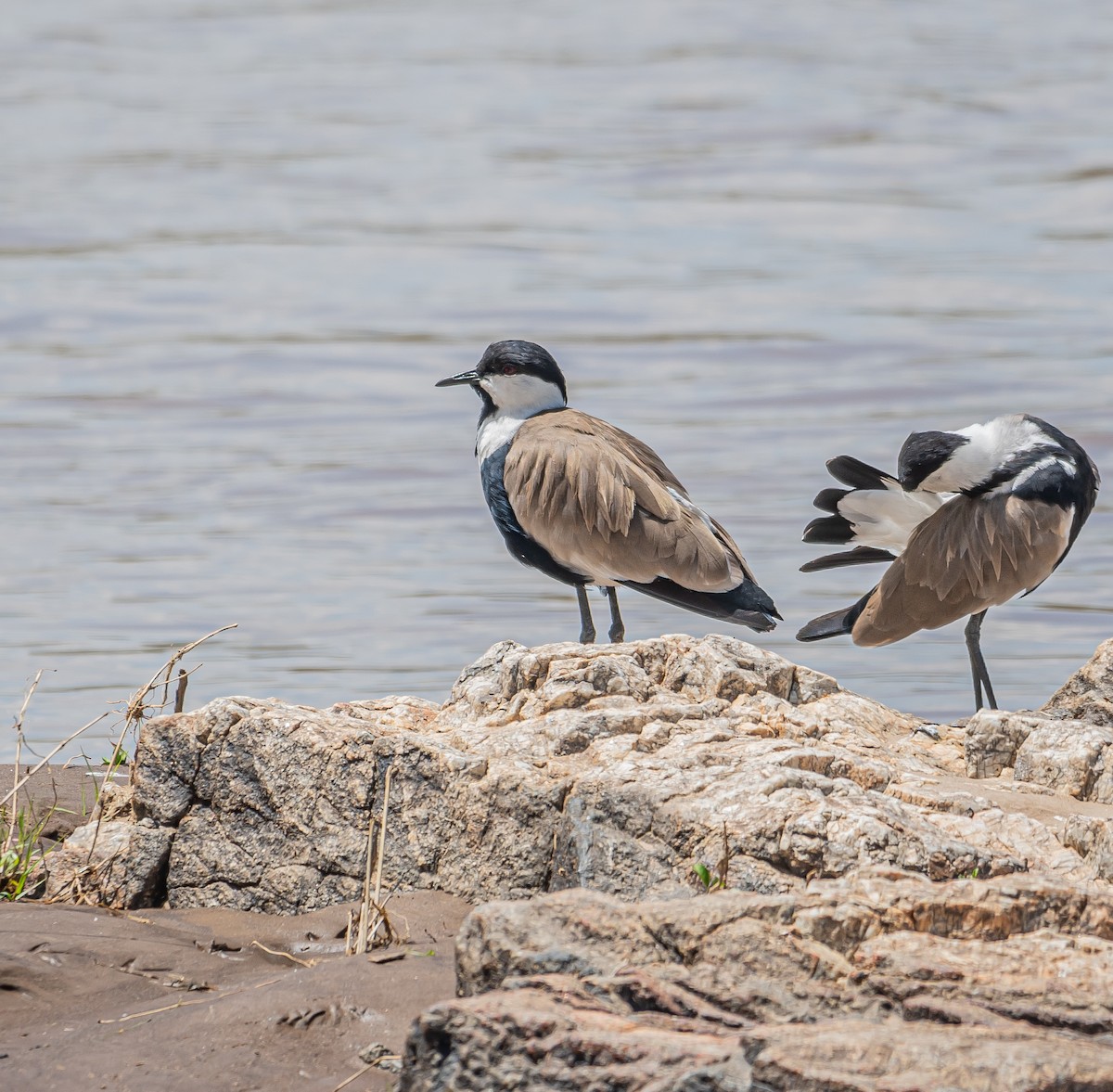 Spur-winged Lapwing - ML616884317