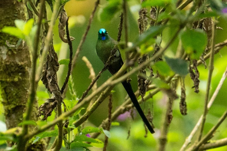 Long-tailed Sylph - ML616884318