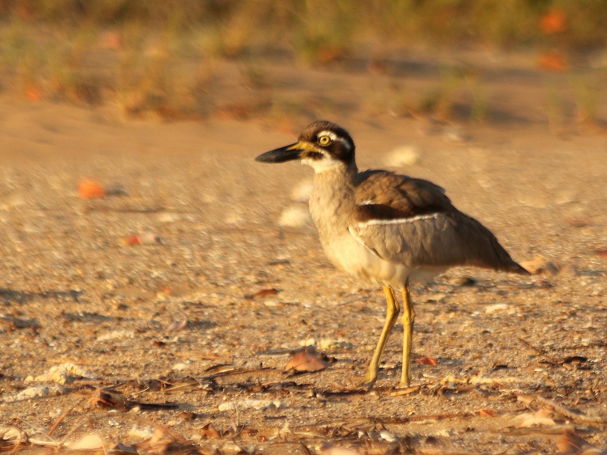 Beach Thick-knee - David  Mules