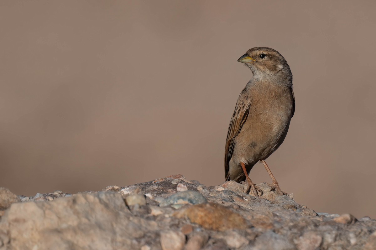 Lark-like Bunting - ML616884369