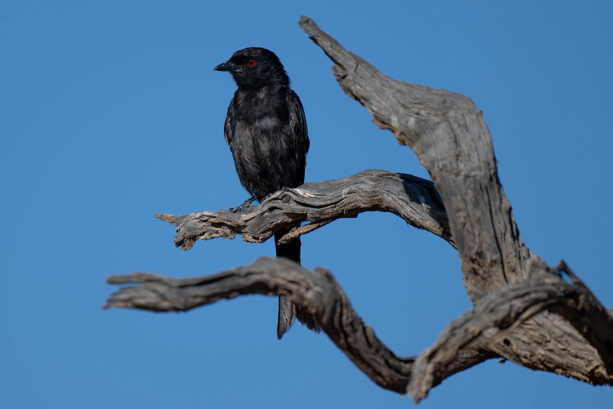 Fork-tailed Drongo - ML616884419