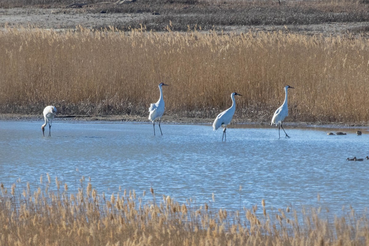 Whooping Crane - ML616884425