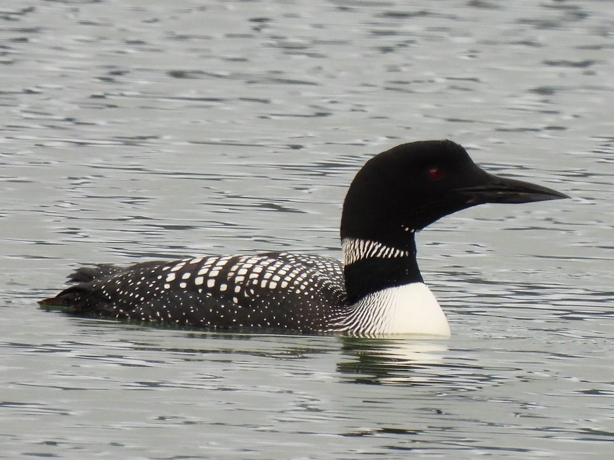 Plongeon huard - ML616884436