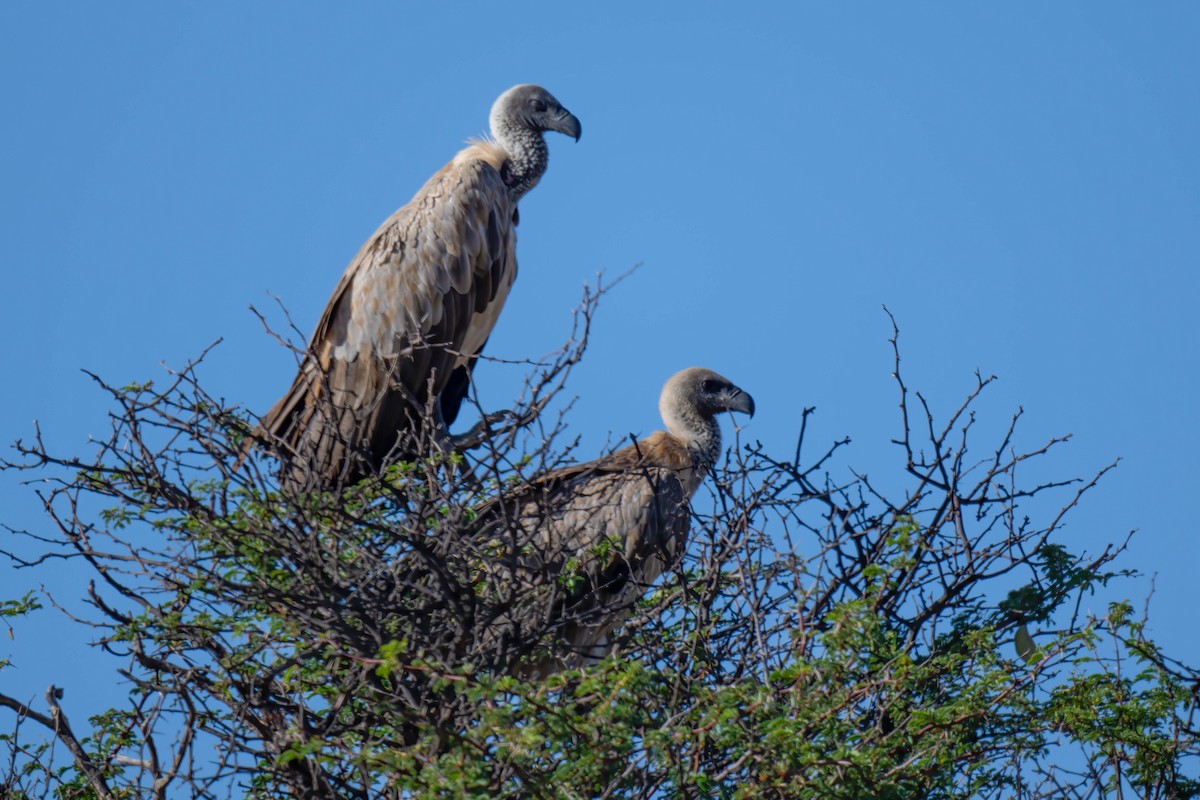 White-backed Vulture - ML616884437