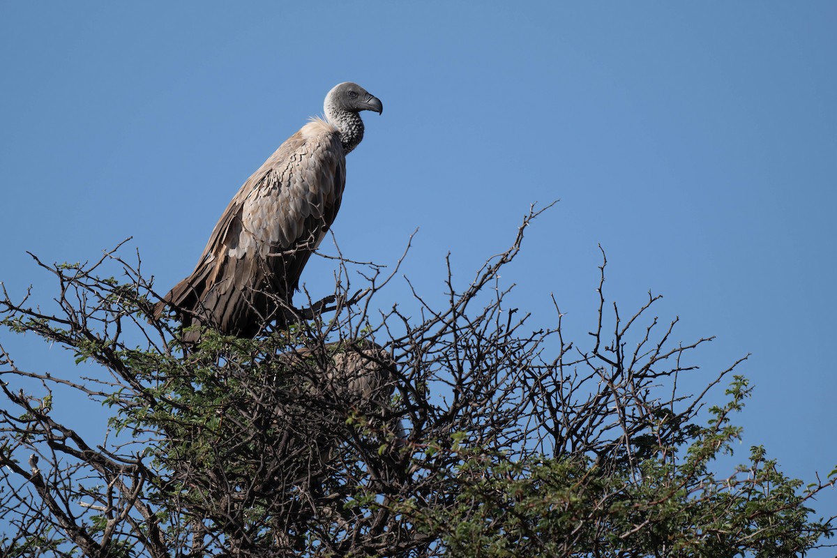 White-backed Vulture - ML616884438