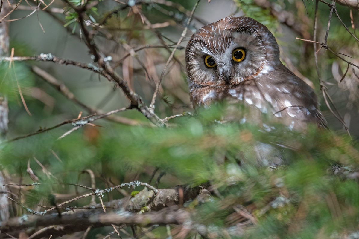 Northern Saw-whet Owl - ML616884441