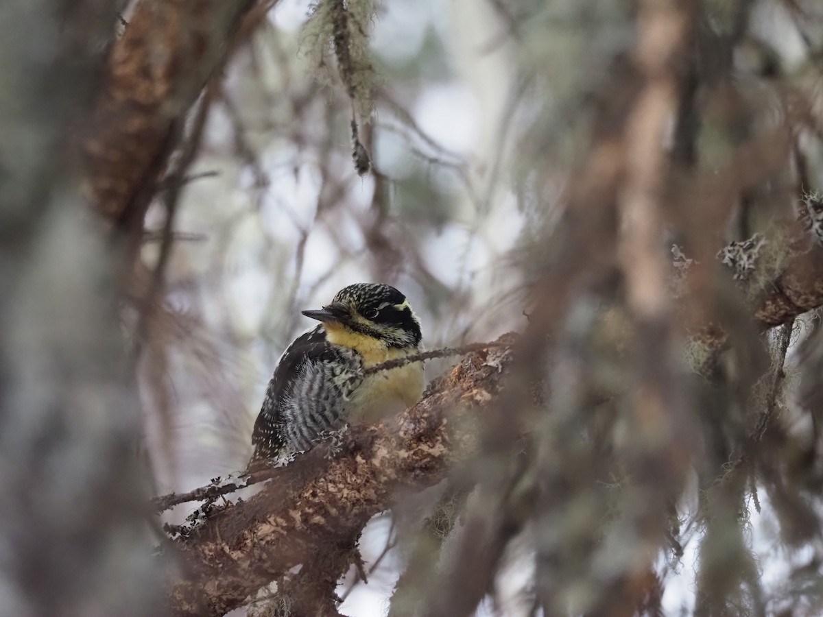 American Three-toed Woodpecker - ML616884456