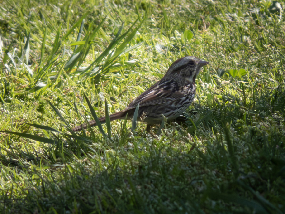 Song Sparrow - ML616884459