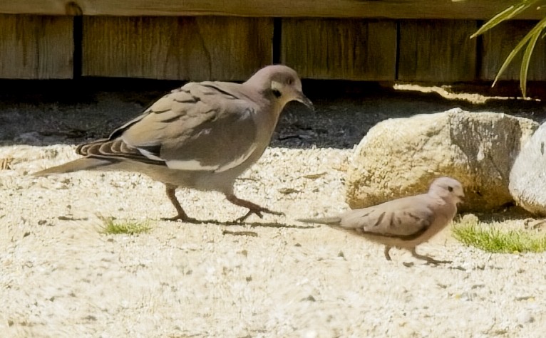 Common Ground Dove - ML616884468