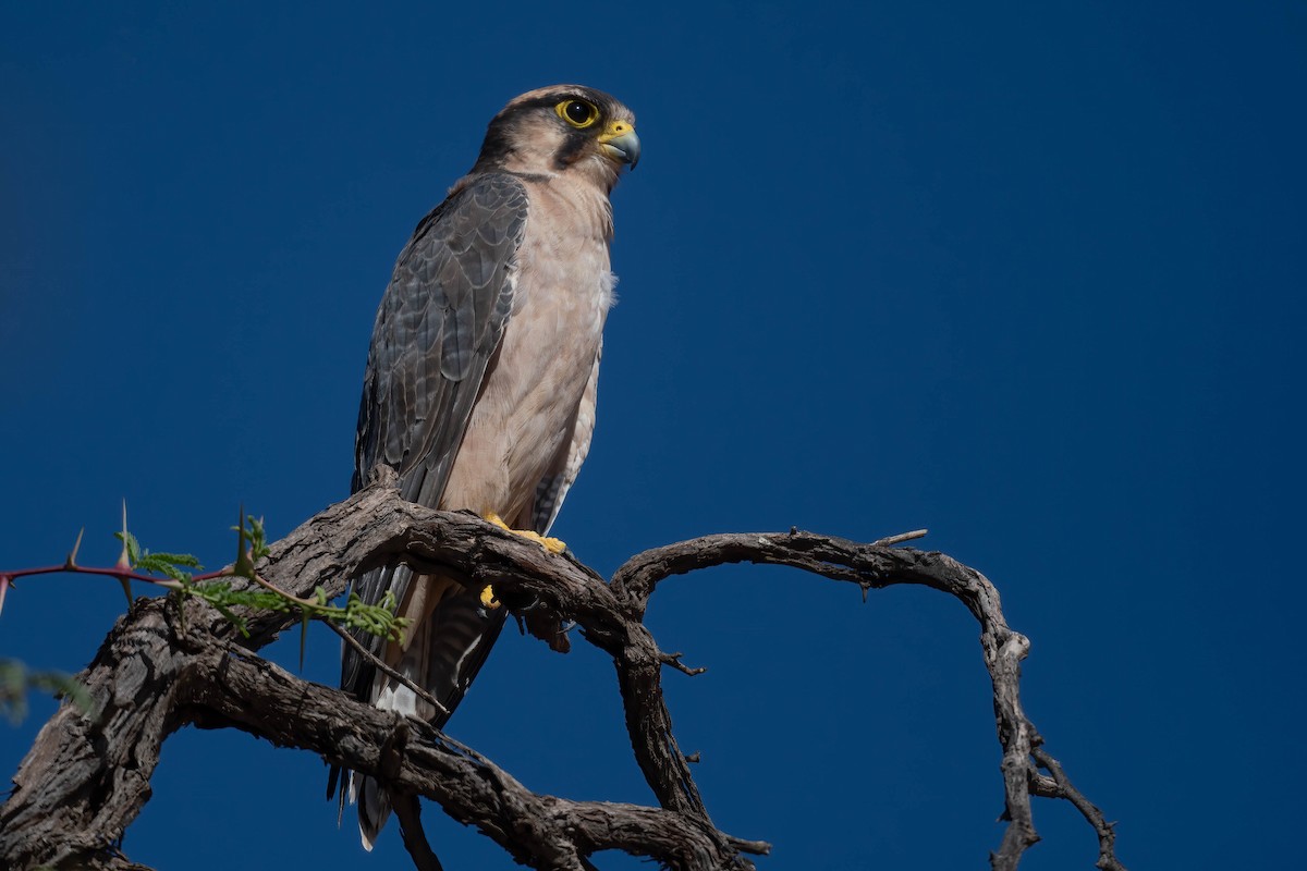 Lanner Falcon - ML616884482