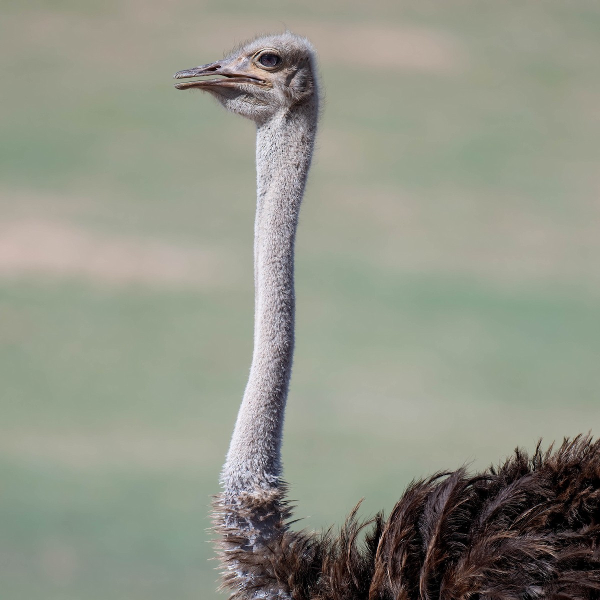 Common Ostrich - Terence Alexander