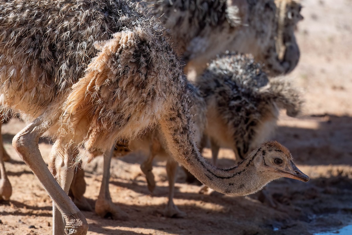 Common Ostrich - ML616884494