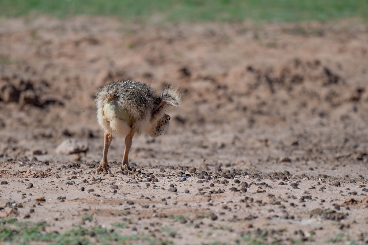 Common Ostrich - ML616884497