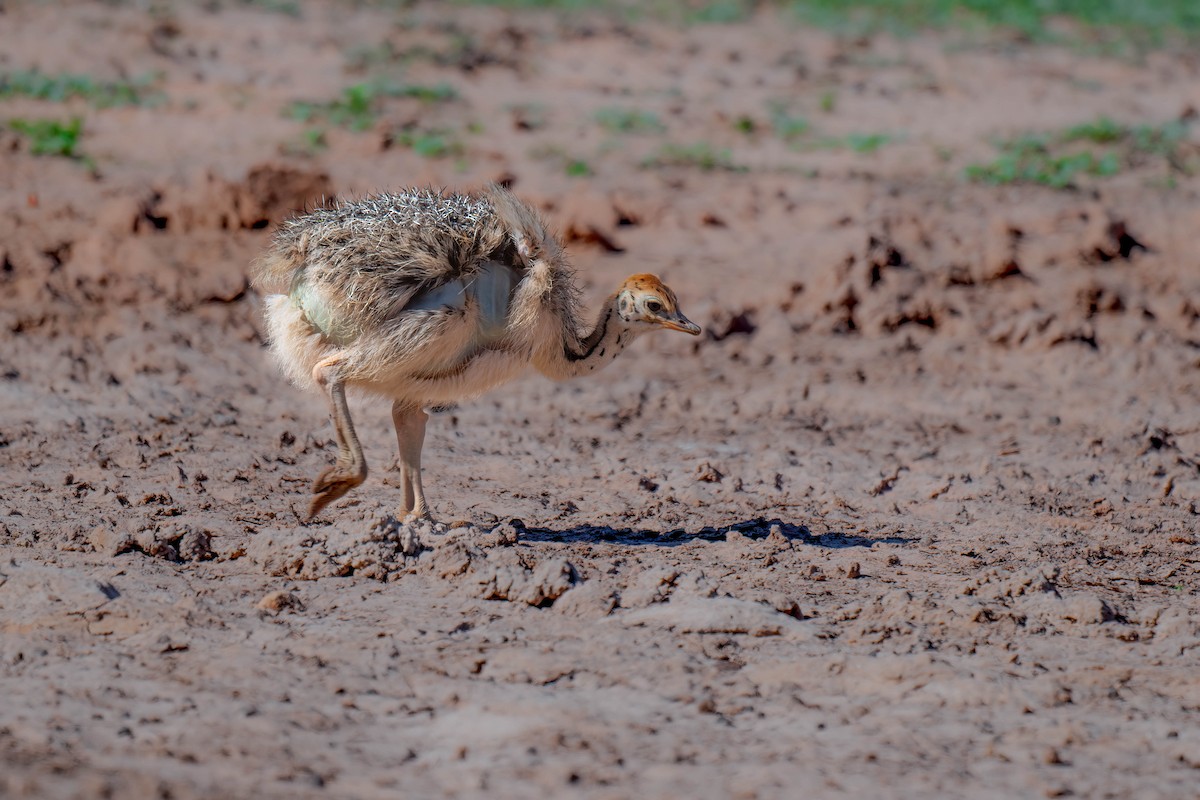 Common Ostrich - ML616884500