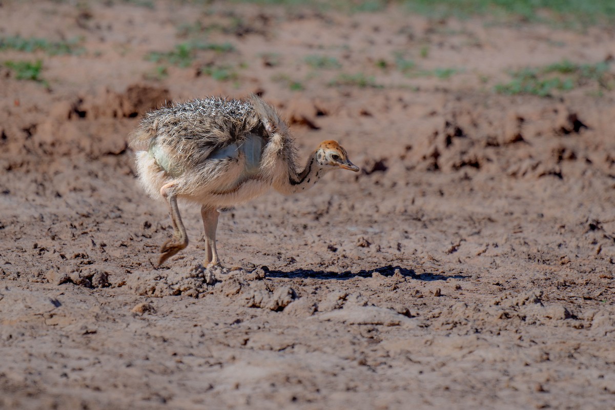 Common Ostrich - ML616884501