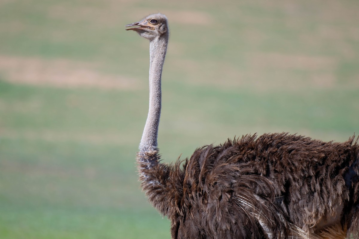 Common Ostrich - ML616884502