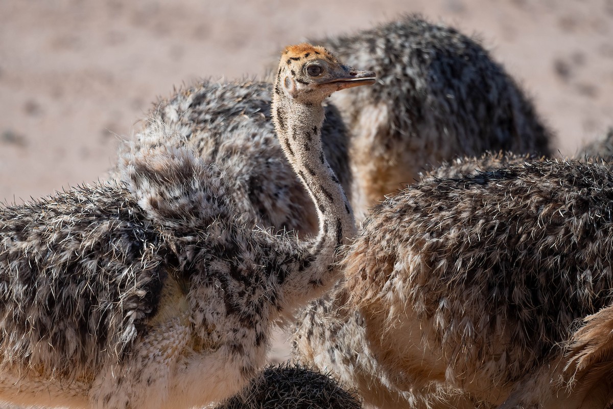 Common Ostrich - ML616884503