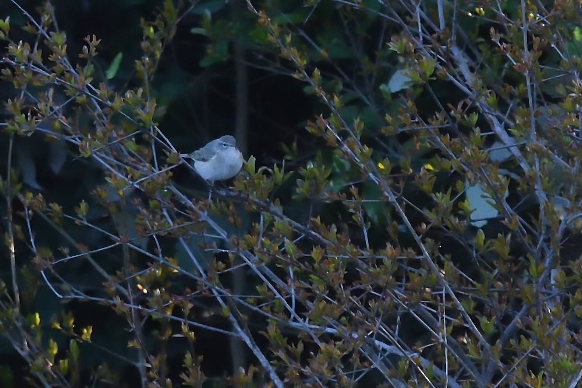 Common Chiffchaff (Siberian) - Chiusi Alessio Pietro