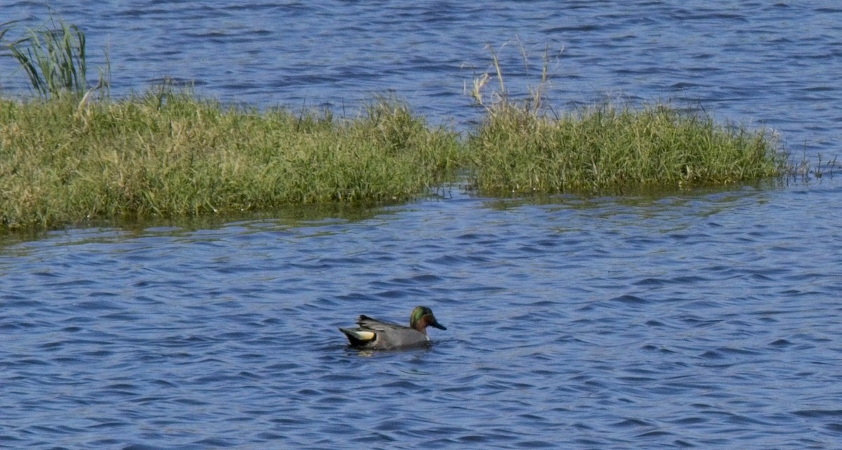 Green-winged Teal - ML616884523
