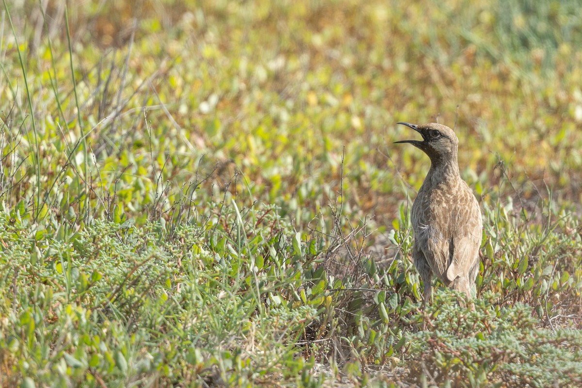 Brown Songlark - Adrian Boyle