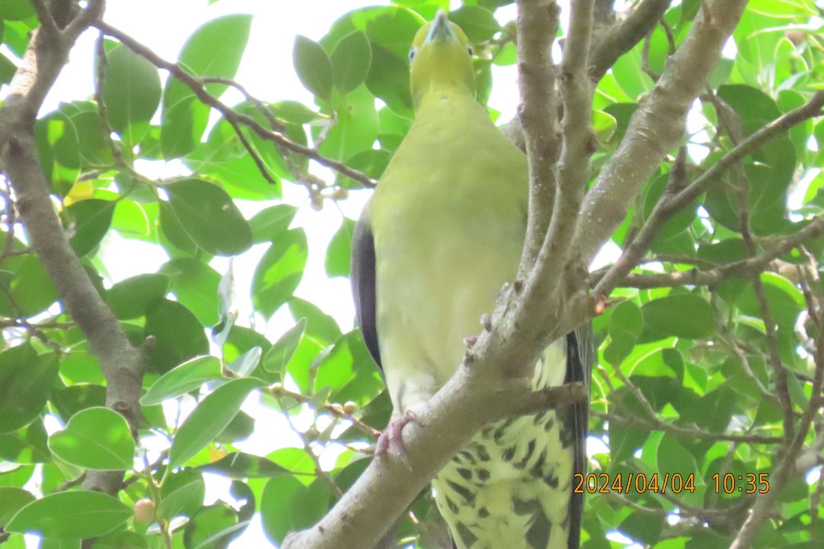 White-bellied Green-Pigeon - ML616884559