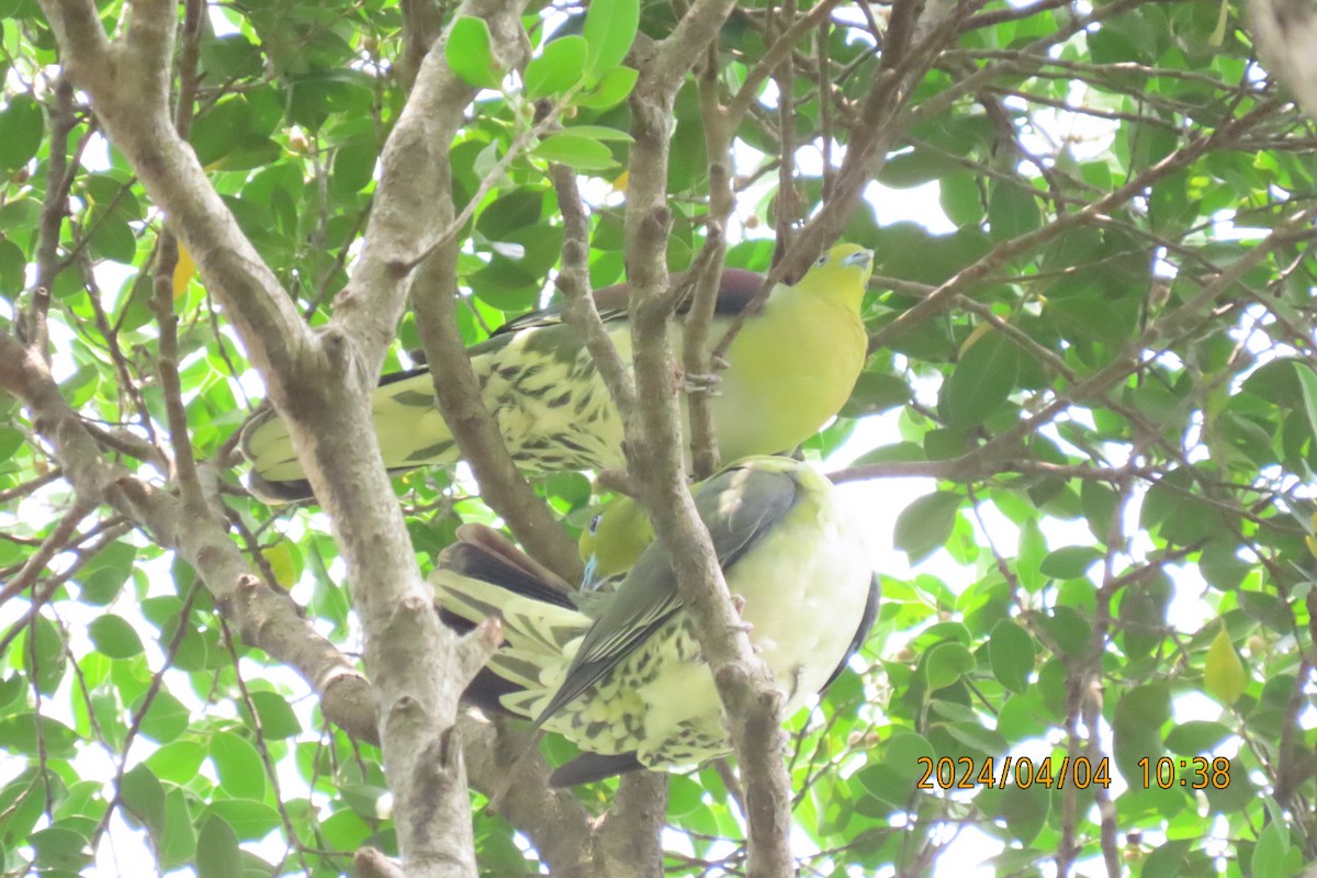 White-bellied Green-Pigeon - ML616884560