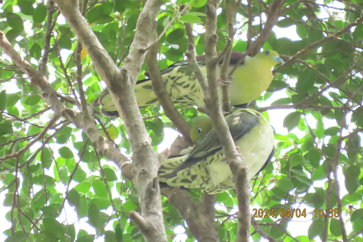 White-bellied Green-Pigeon - ML616884561