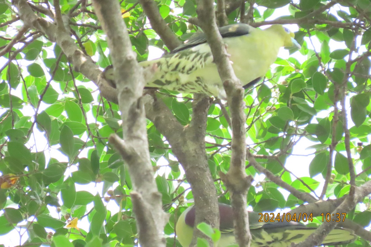 White-bellied Green-Pigeon - ML616884562