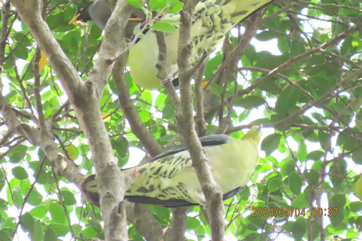 White-bellied Green-Pigeon - ML616884563