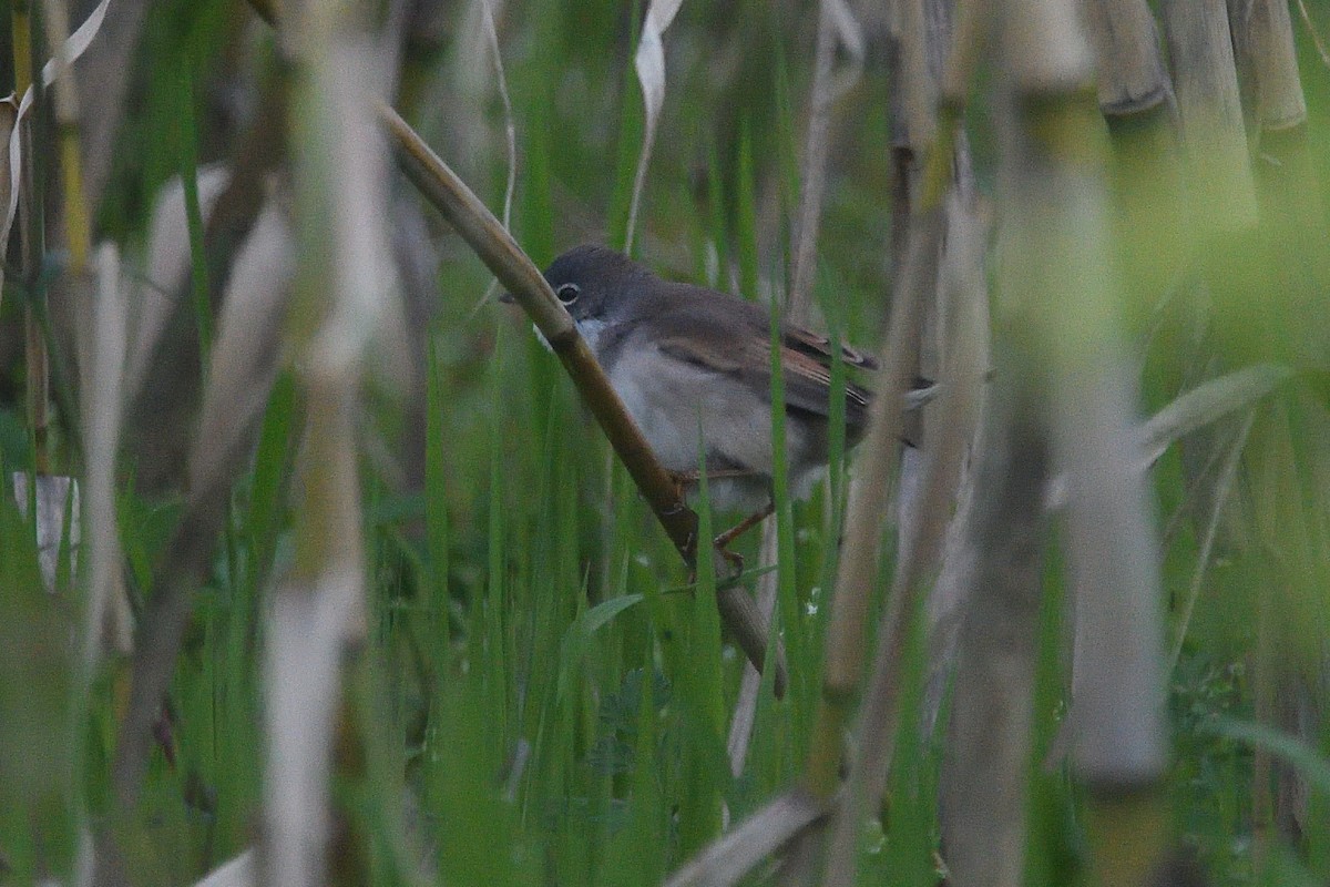 Greater Whitethroat - ML616884573