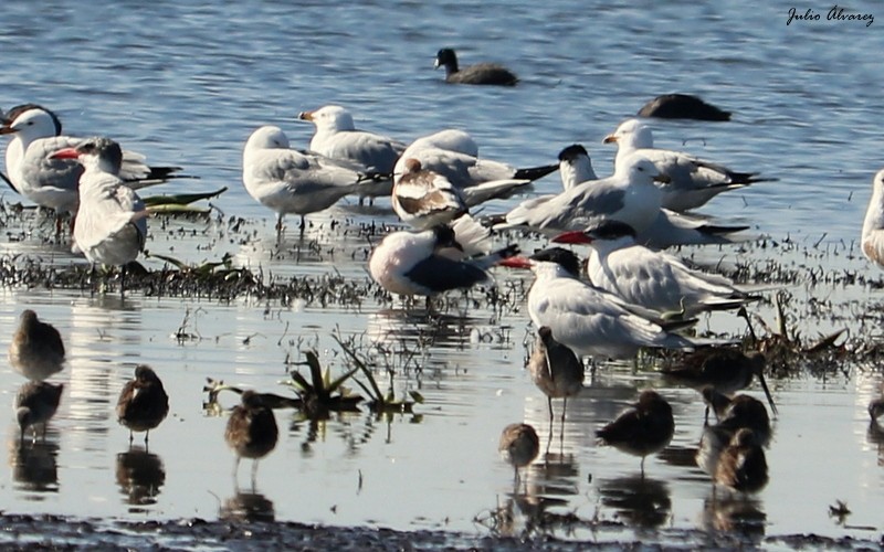 Franklin's Gull - ML616884583