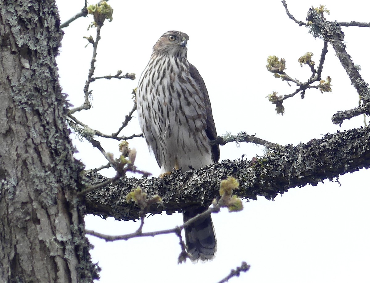 Cooper's Hawk - Aziza Cooper