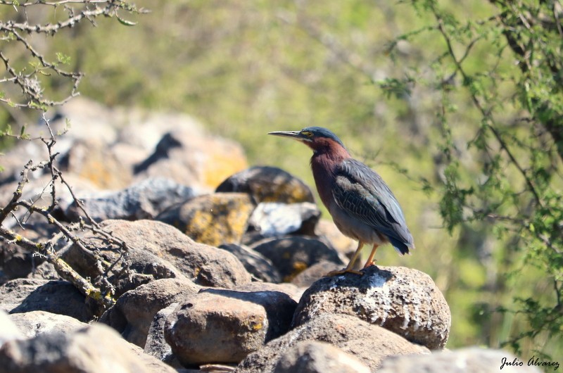 Green Heron - Julio Alejandro Alvarez Ruiz