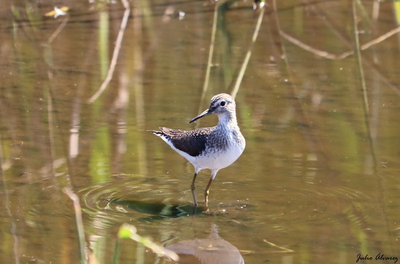 Solitary Sandpiper - ML616884664