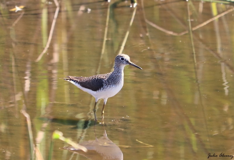 Solitary Sandpiper - Julio Alejandro Alvarez Ruiz