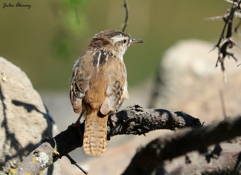 Marsh Wren - ML616884683