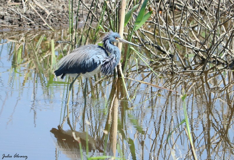 Tricolored Heron - Julio Alejandro Alvarez Ruiz