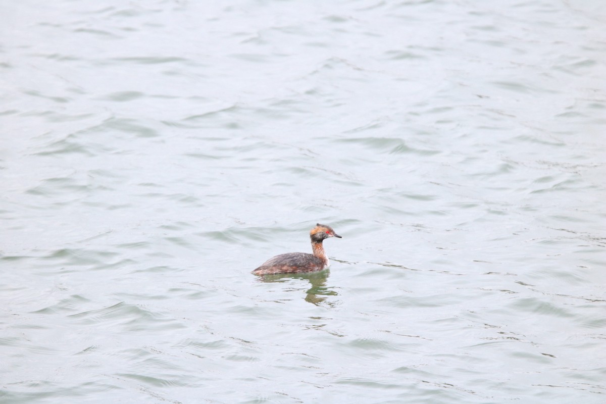 Horned Grebe - ML616884697