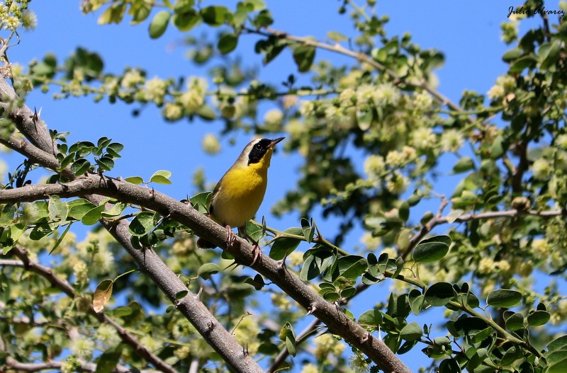 Common Yellowthroat - Julio Alejandro Alvarez Ruiz